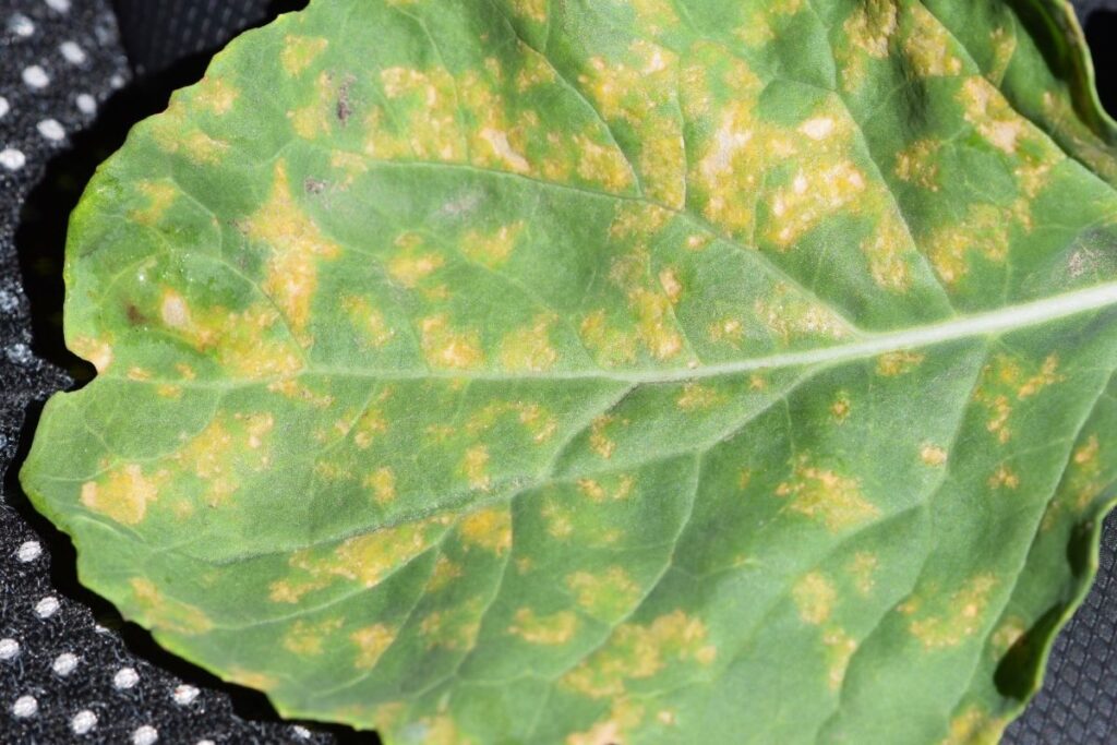 Downy mildew disease symptoms on the upper surface of a canola leaf