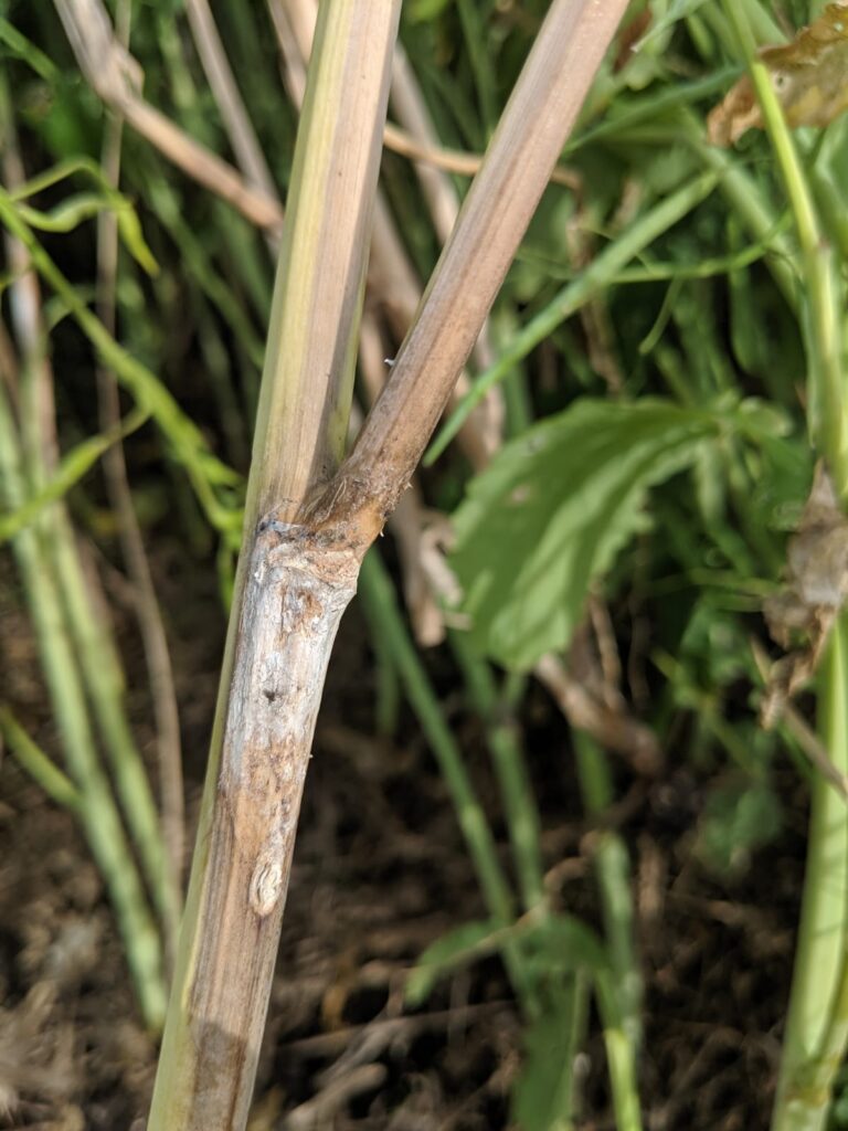 late season sclerotinia symptoms