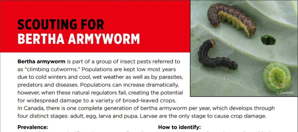 Bertha armyworm Field Heroes scouting guide (beneficials)