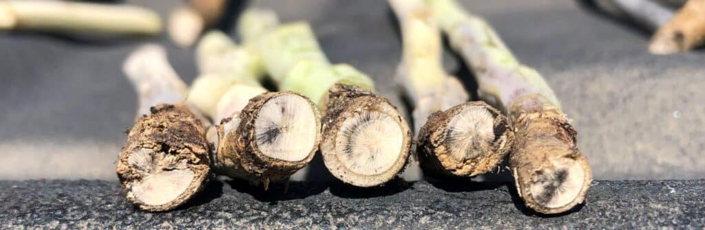 blackleg stems (cut)