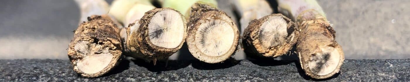 blackleg stems (cut)