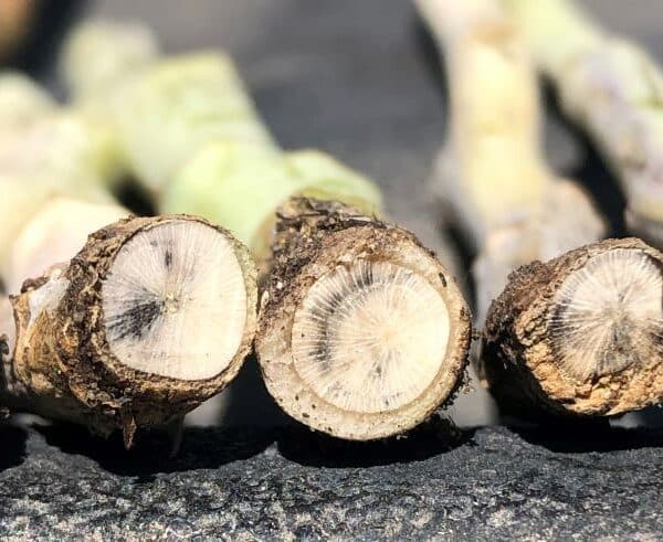 blackleg stems (cut)