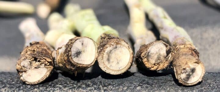 blackleg stems (cut)