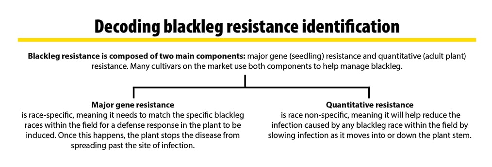 blackleg resistance explanation