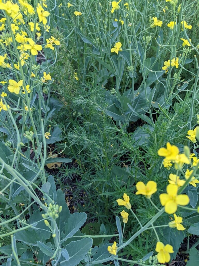 Kochia in canola