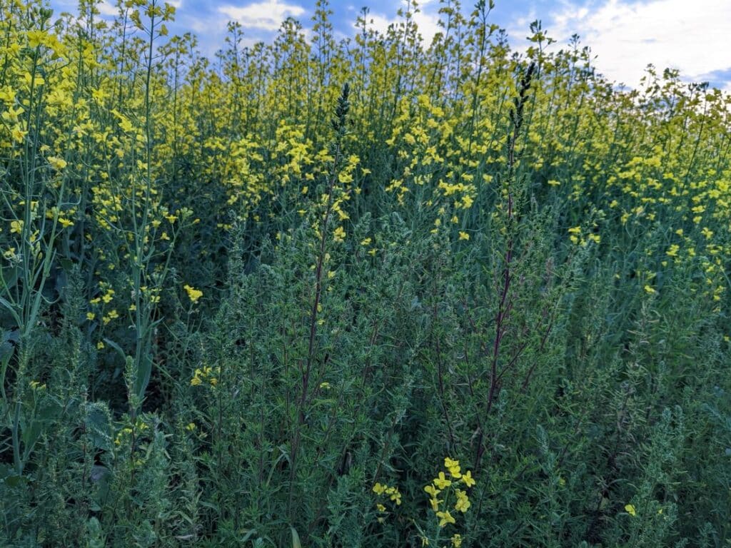 Kochia in canola