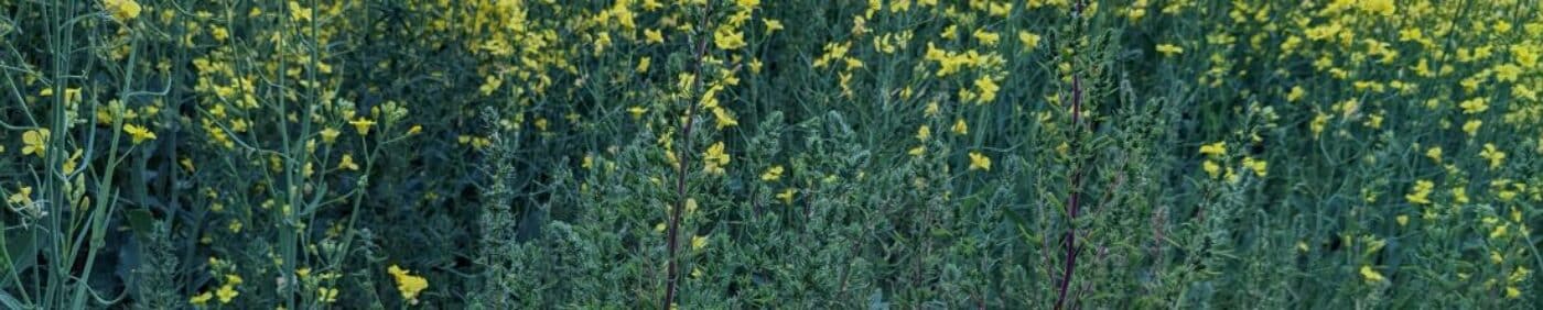 Kochia in canola