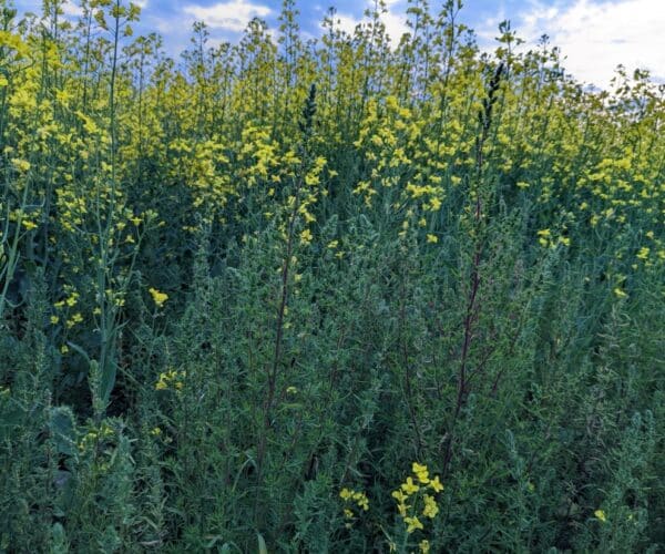 Kochia in canola