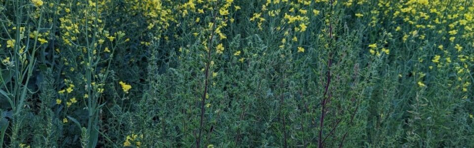 Kochia in canola