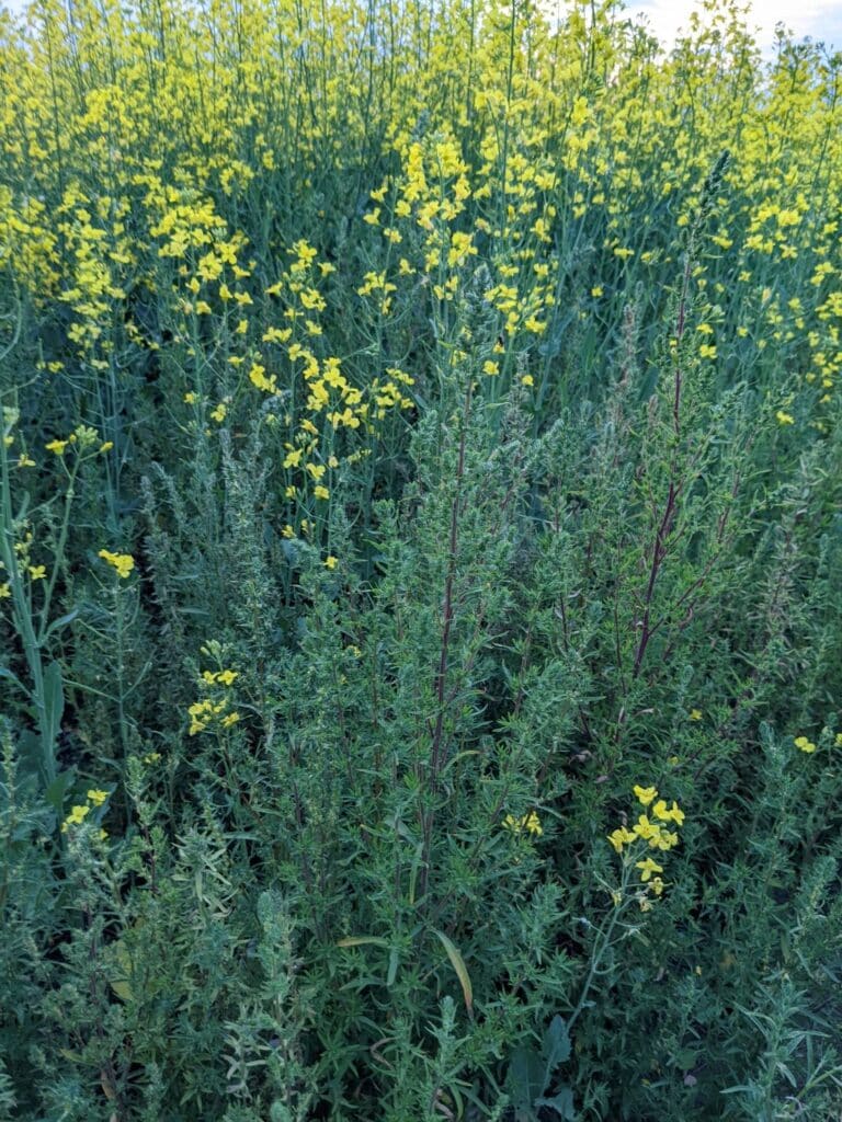 Kochia in canola