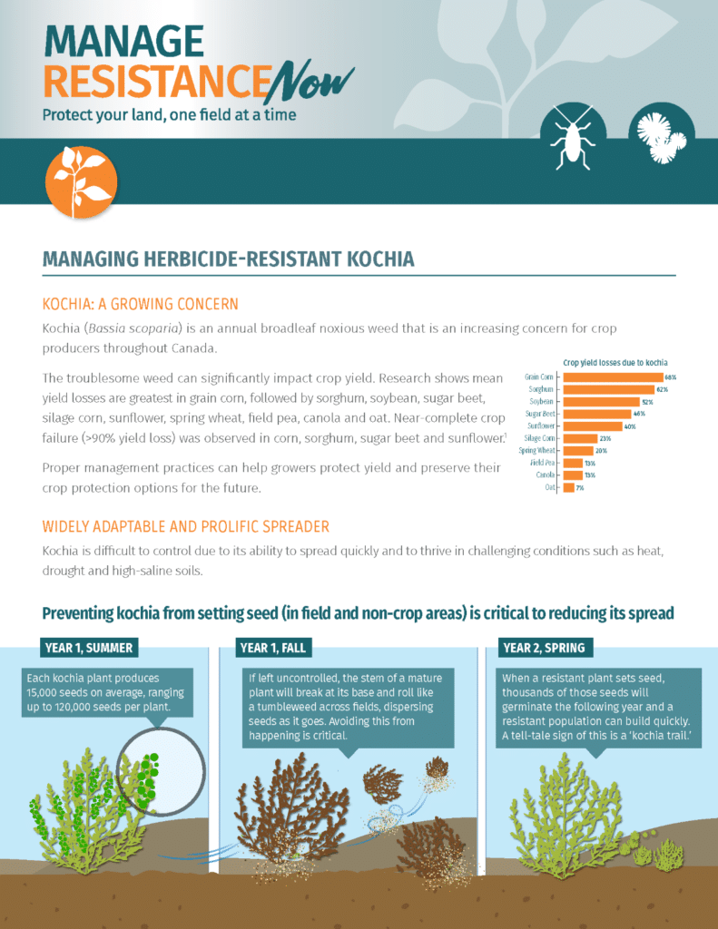 HERBICIDE-RESISTANT KOCHIA