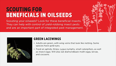 green lacewing scouting guide