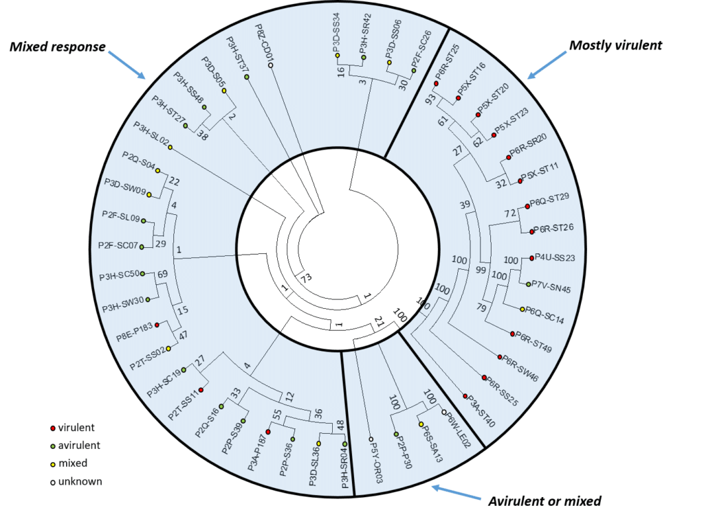 clubroot research graphic (circular dendrogram)