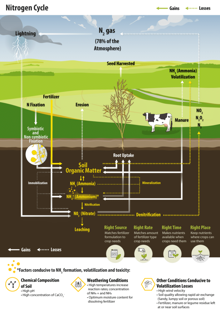 nitrogen cycle - fall highlights