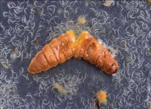 Entomopathogenic nematodes emerging from dead waxworm larva.