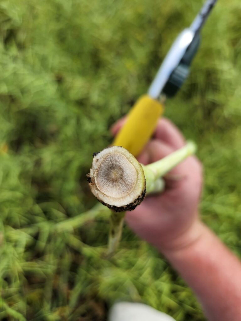 Verticillium stripe at stem base