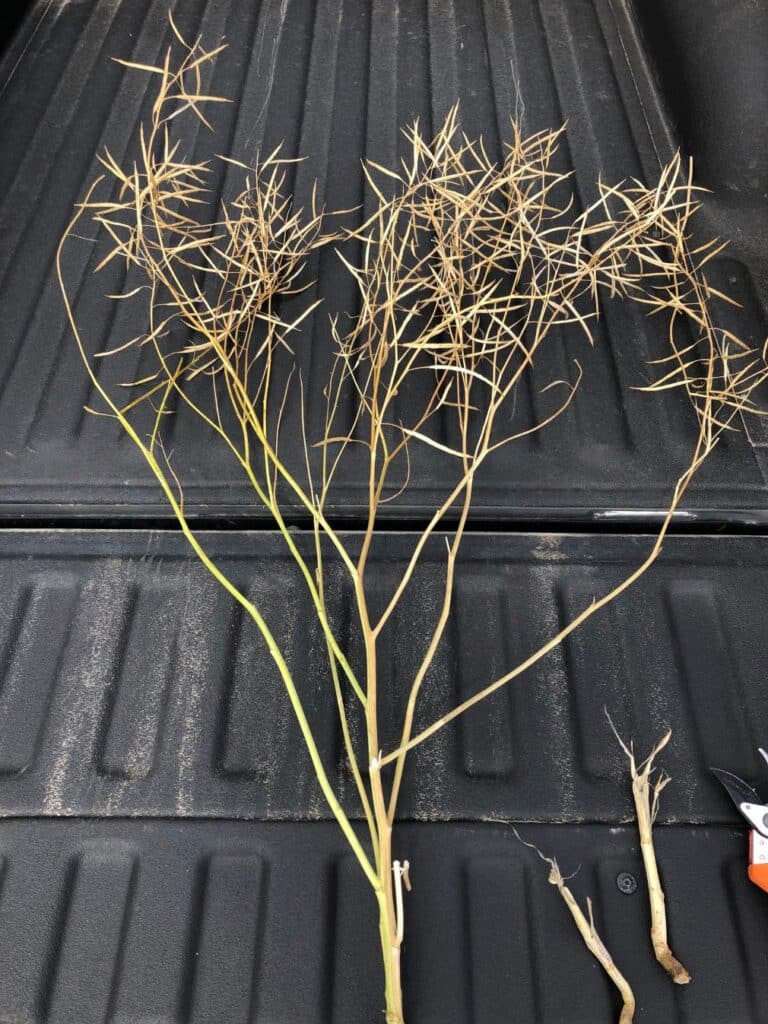 Canola plant with verticillium stripe symptoms