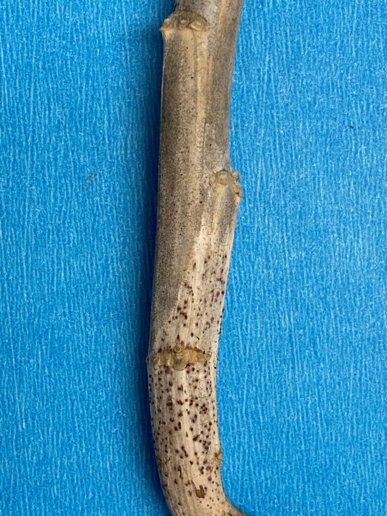 Blackleg pycnidia on the bottom and verticillium stripe microsclerotia on the top of the infected canola stem (close-up)