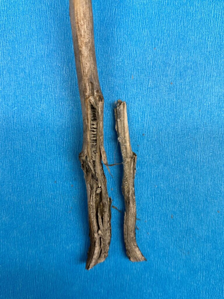 Blackleg and verticillium stripe infection in longitudinal cut of canola stem