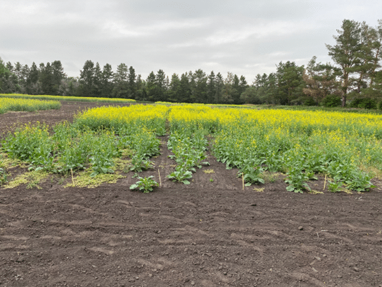 Inoculated plots of canola cultivar field assessment comparison