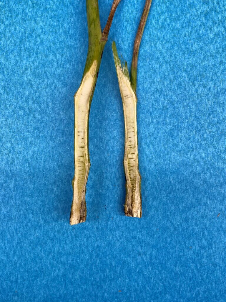 Blackleg infection in longitudinal cut of canola stem;