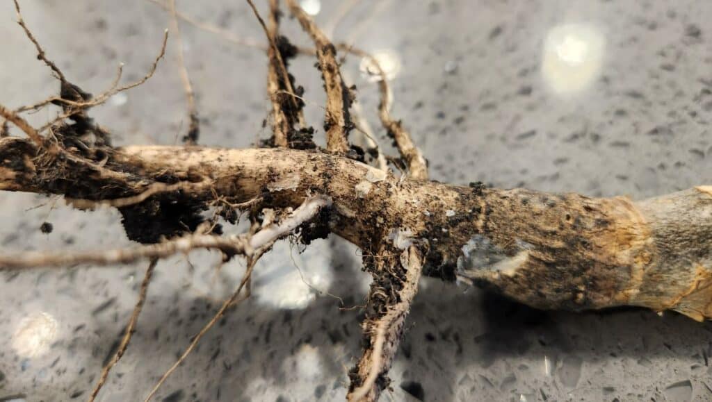 canola root infected with blackleg and verticillium stripe