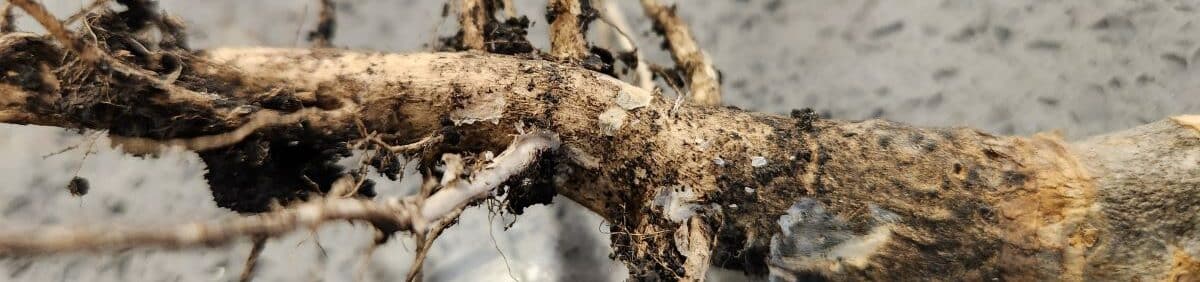 canola root infected with blackleg and verticillium stripe