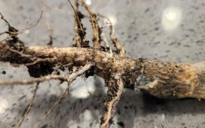 canola root infected with blackleg and verticillium stripe