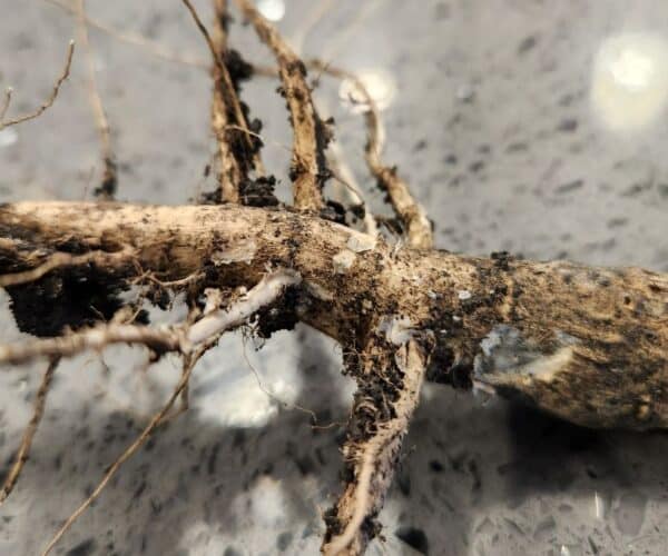 canola root infected with blackleg and verticillium stripe