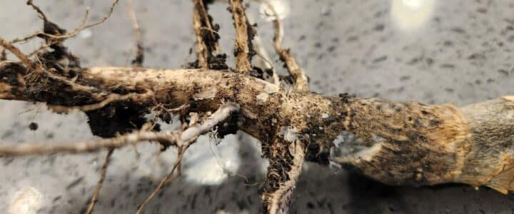 canola root infected with blackleg and verticillium stripe