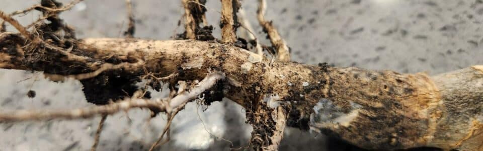 canola root infected with blackleg and verticillium stripe