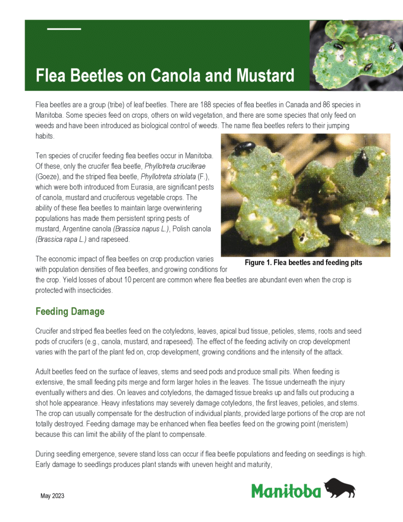 flea beetle fact sheet from MB Ag