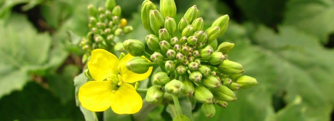 canola flower and bud cluster