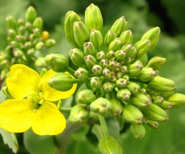 canola flower and bud cluster