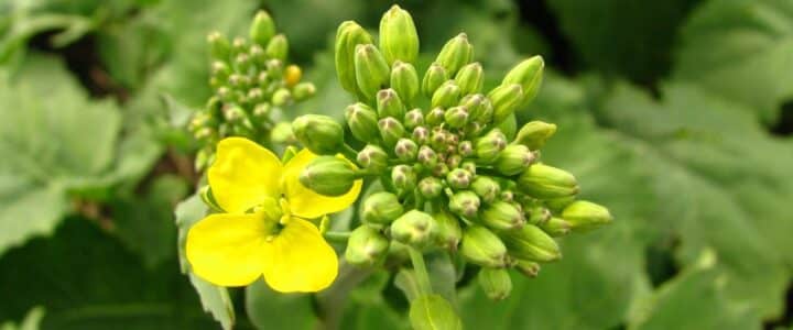 canola flower and bud cluster