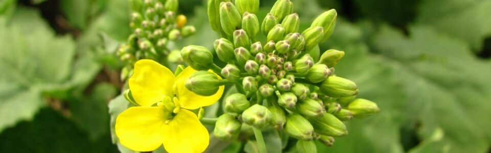 canola flower and bud cluster