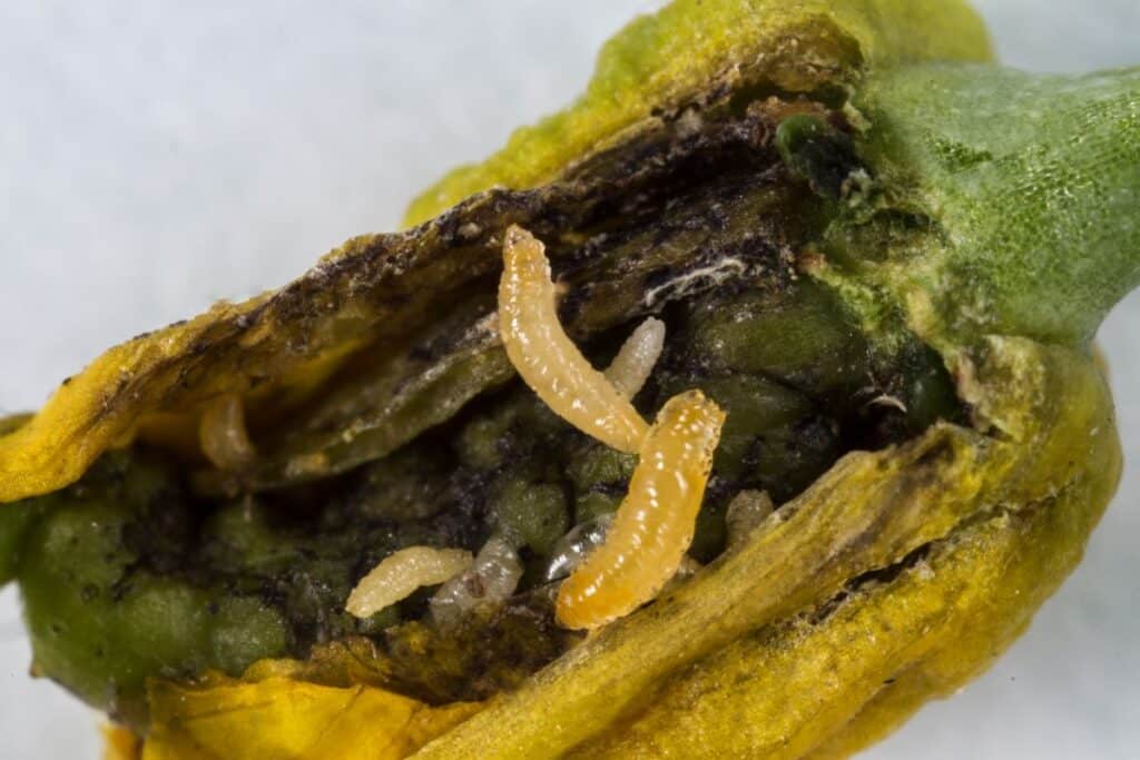 Canola flower midge (insect)