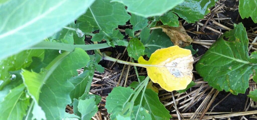 early season blackleg in canola