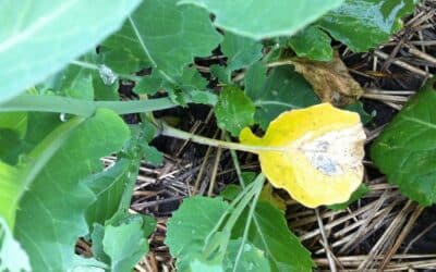 early season blackleg in canola