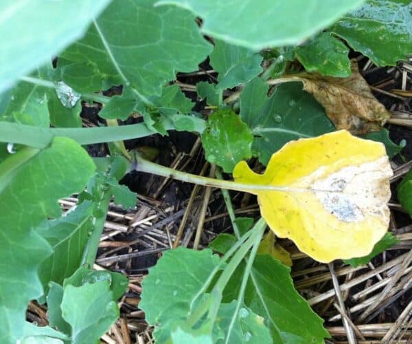 early season blackleg in canola