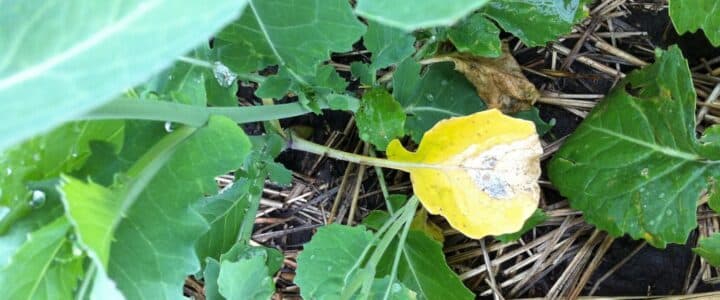 early season blackleg in canola