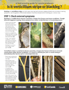 Verticillium Stripe vs Blackleg