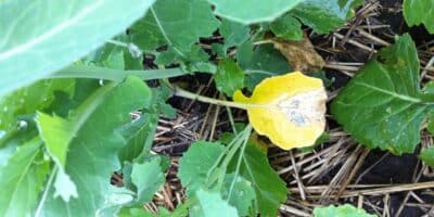 early season blackleg symptom