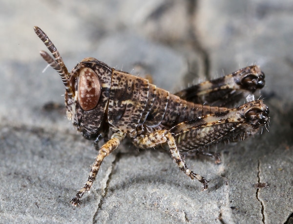 Migratory grasshopper nymph, one day old