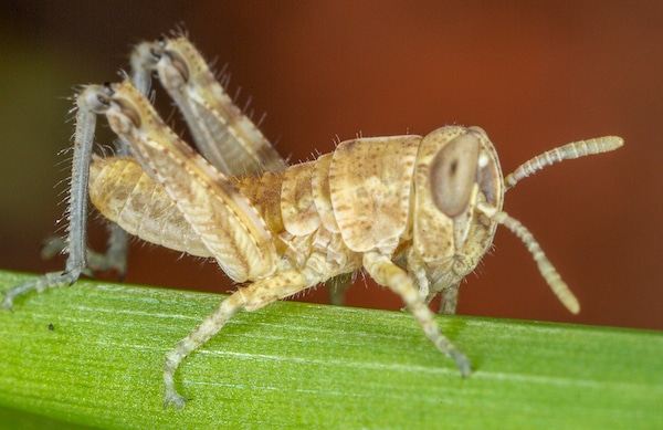 Packard's grasshopper nymph, one day old