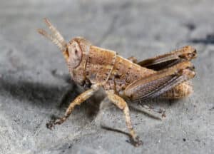 Two-striped grasshopper nymph