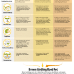 root rot infographic