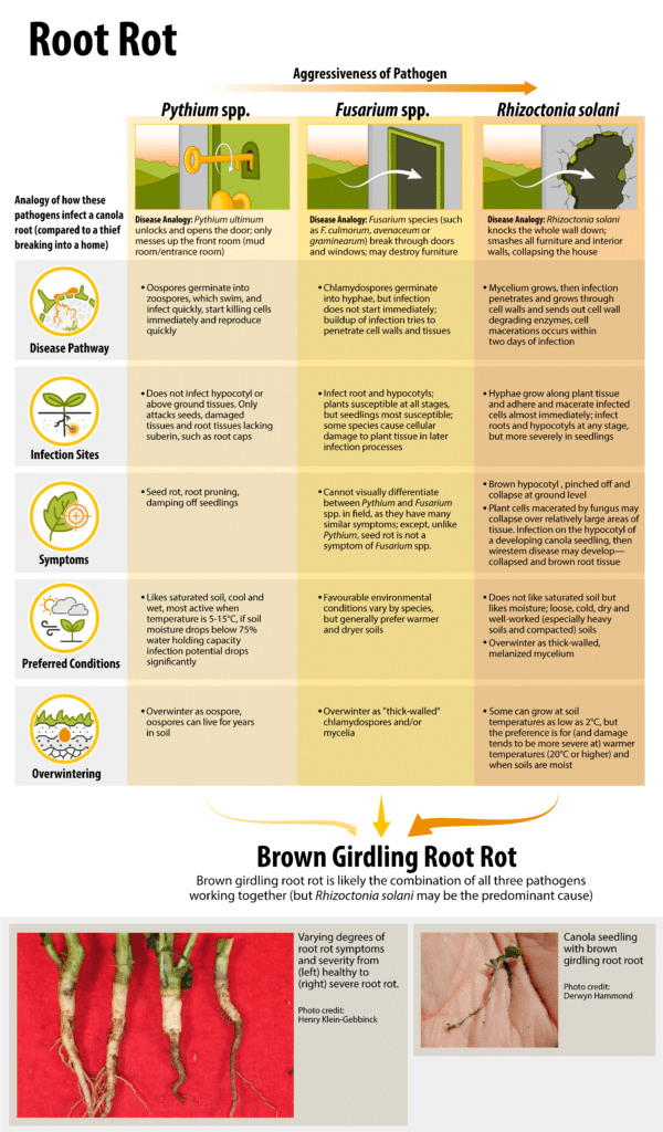 root rot pathogen comparison