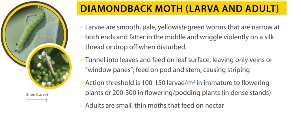 diamondback moth larva and adult scouting tips