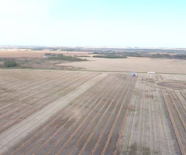 Harvesting on-farm field scale canola trials in fall